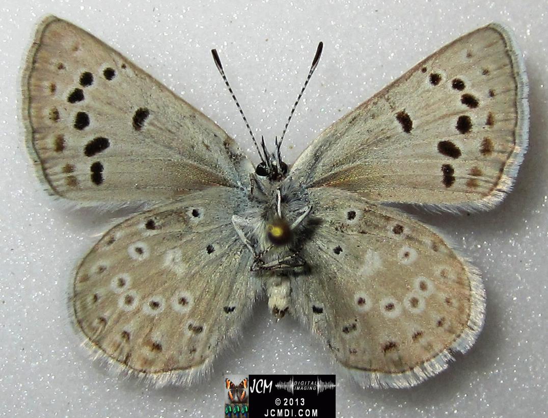 Plebejus icarioides evius (Evius Blue Butterfly)